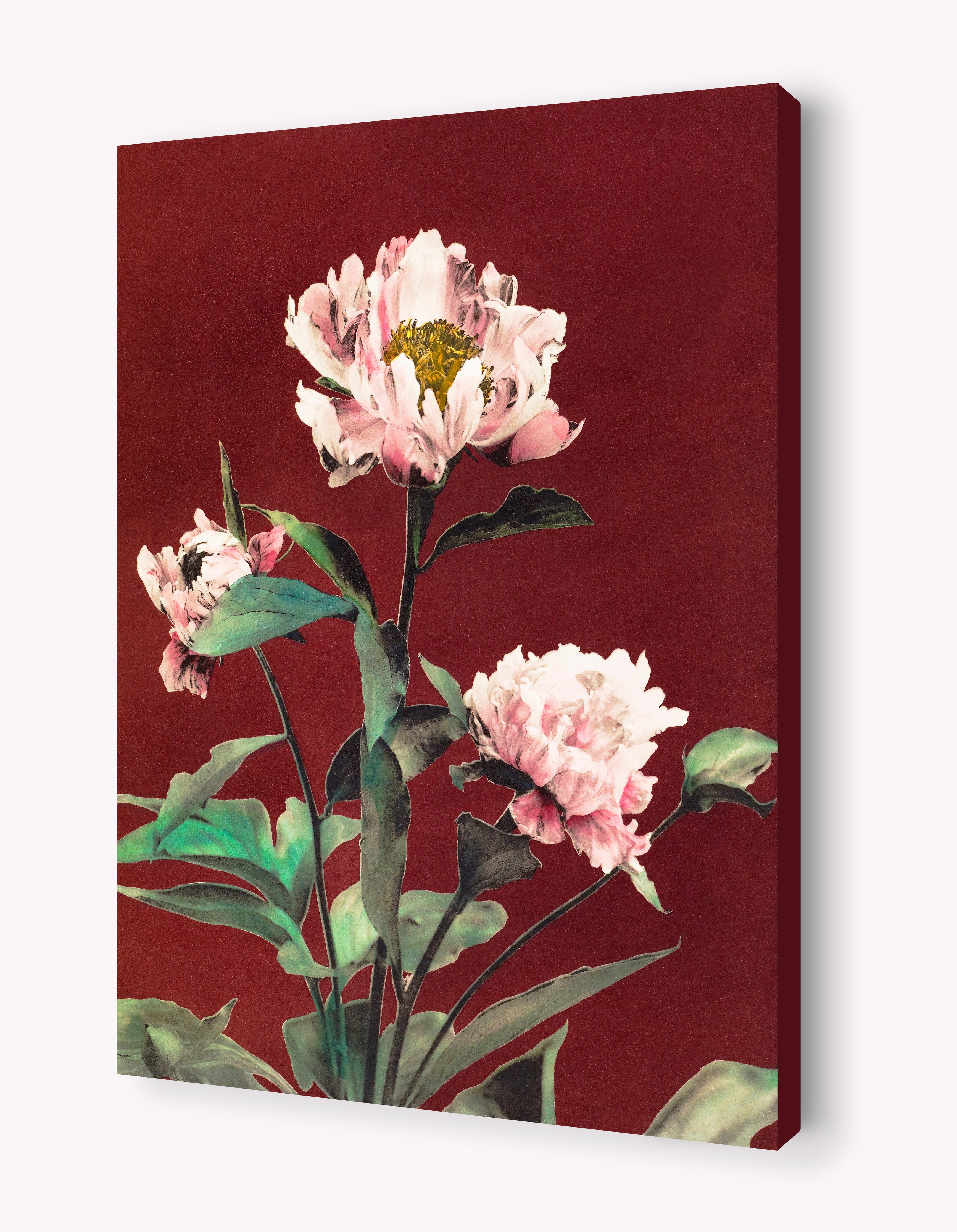 Herbaceous Peony by Ogawa Kazumasa