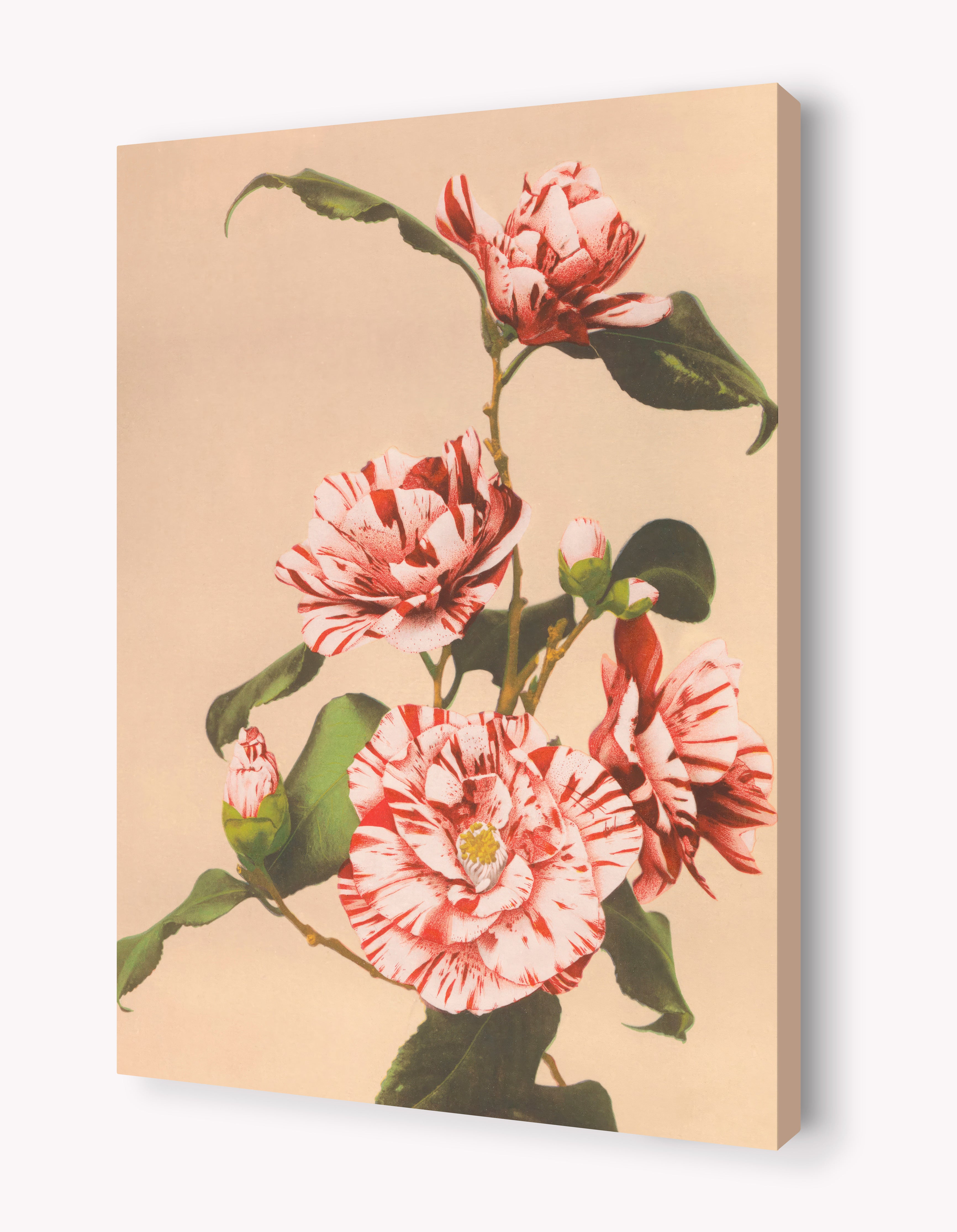 Striped Camellias by Ogawa Kazumasa