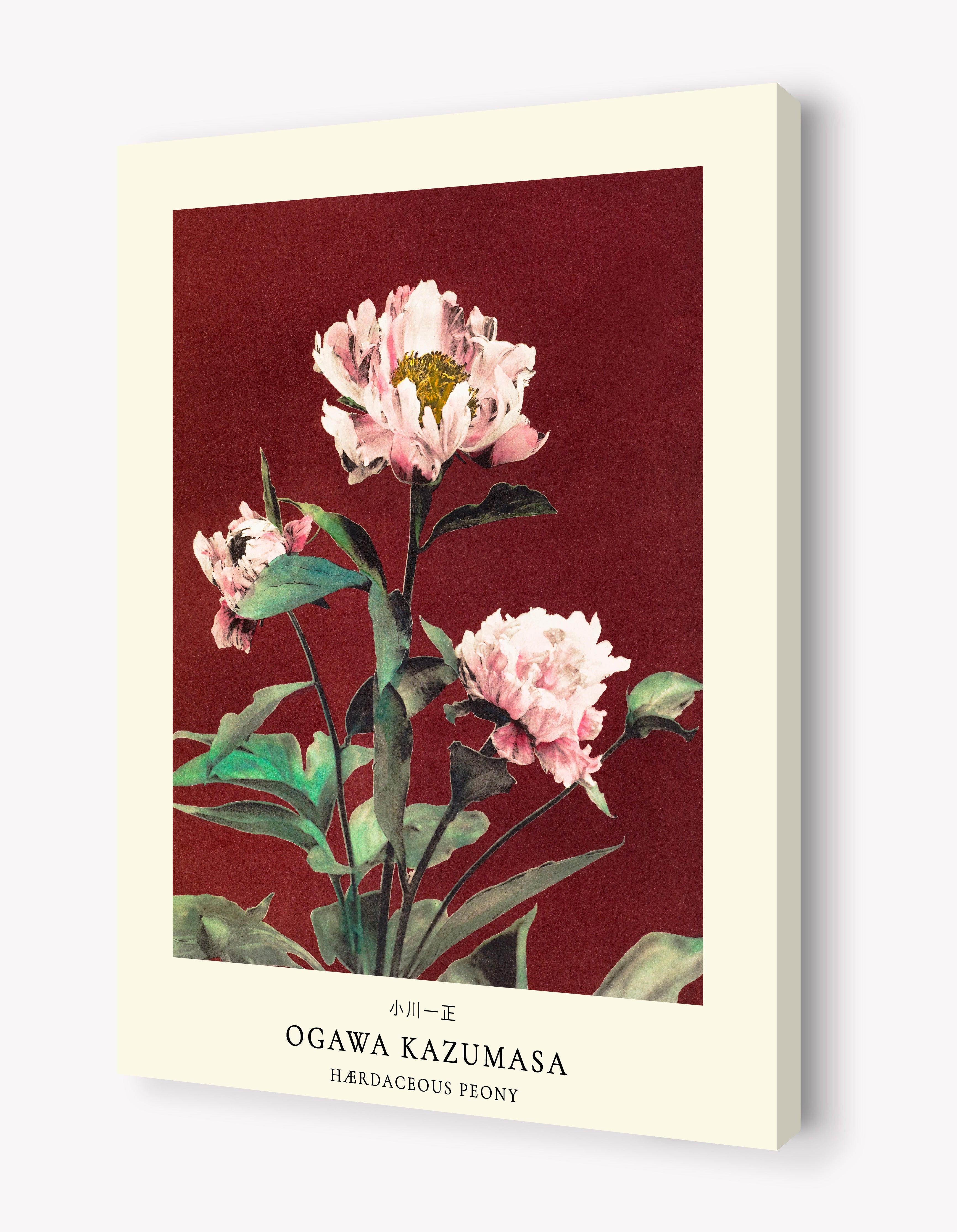 Herbaceous Peony by Ogawa Kazumasa